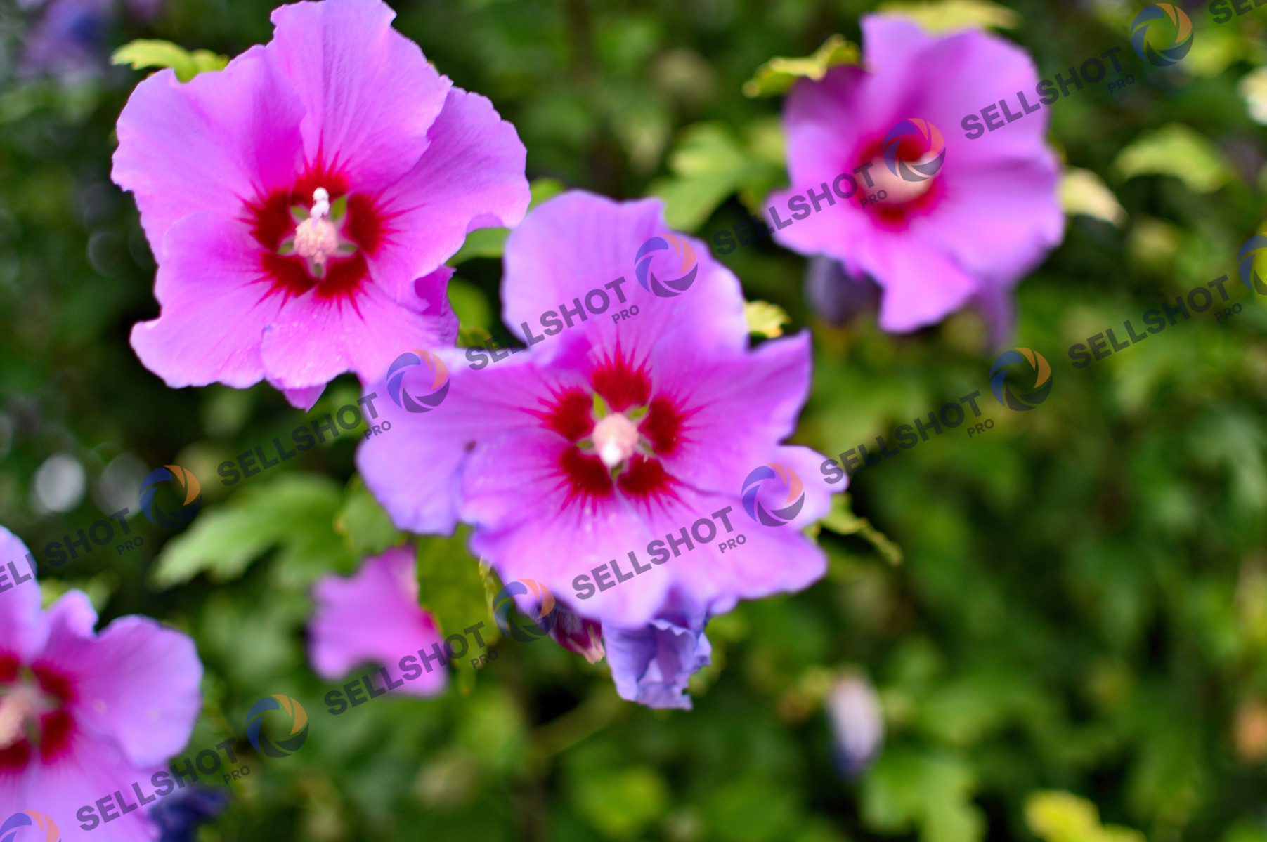 Flowers, after rainy day