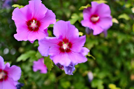 Anemone
