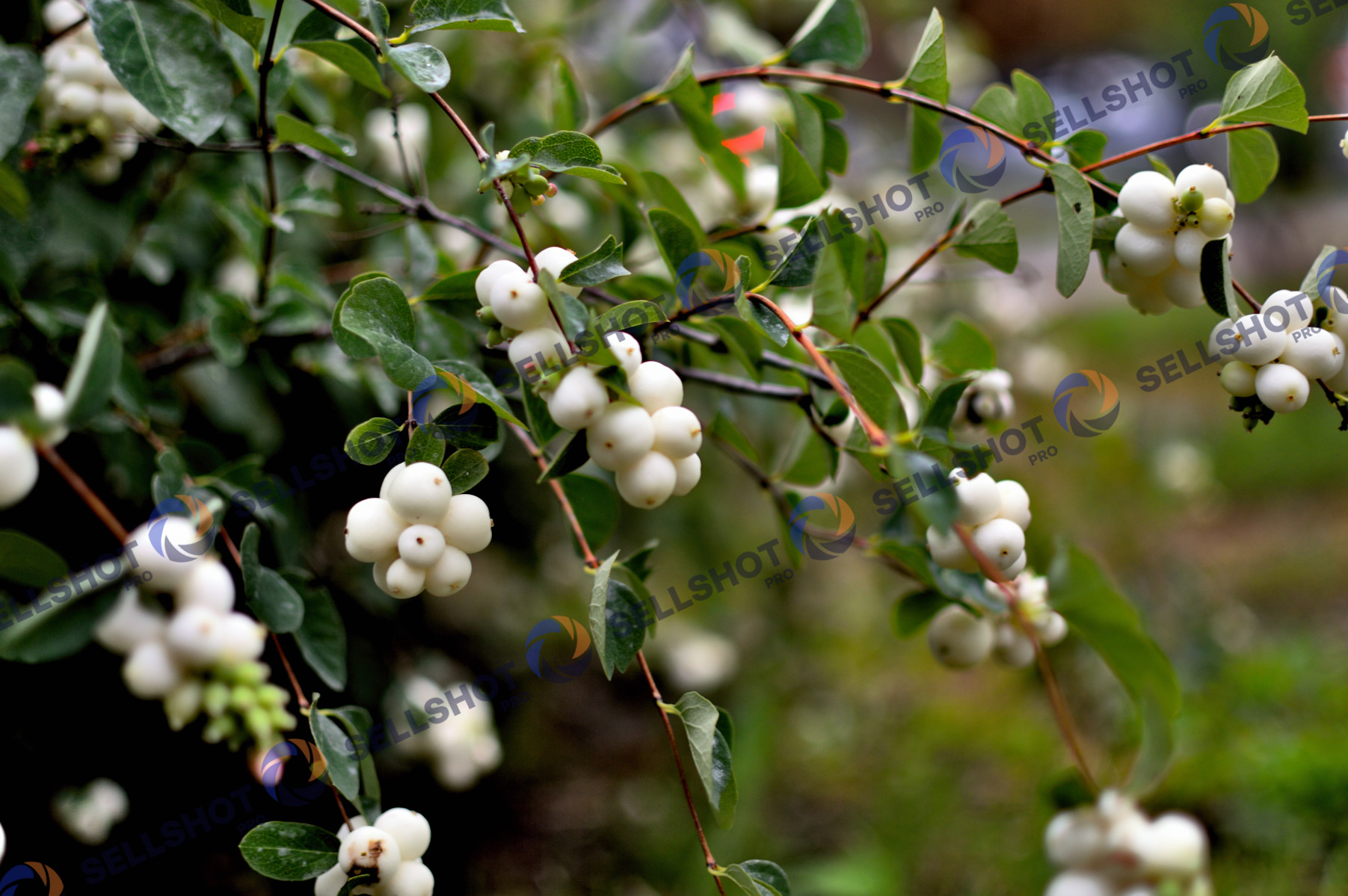 Bumbăcariță / snowberry (Symphoricarpos albus)