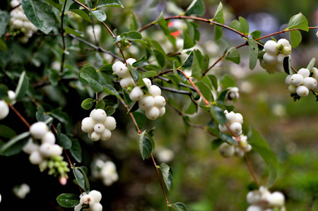 Berry