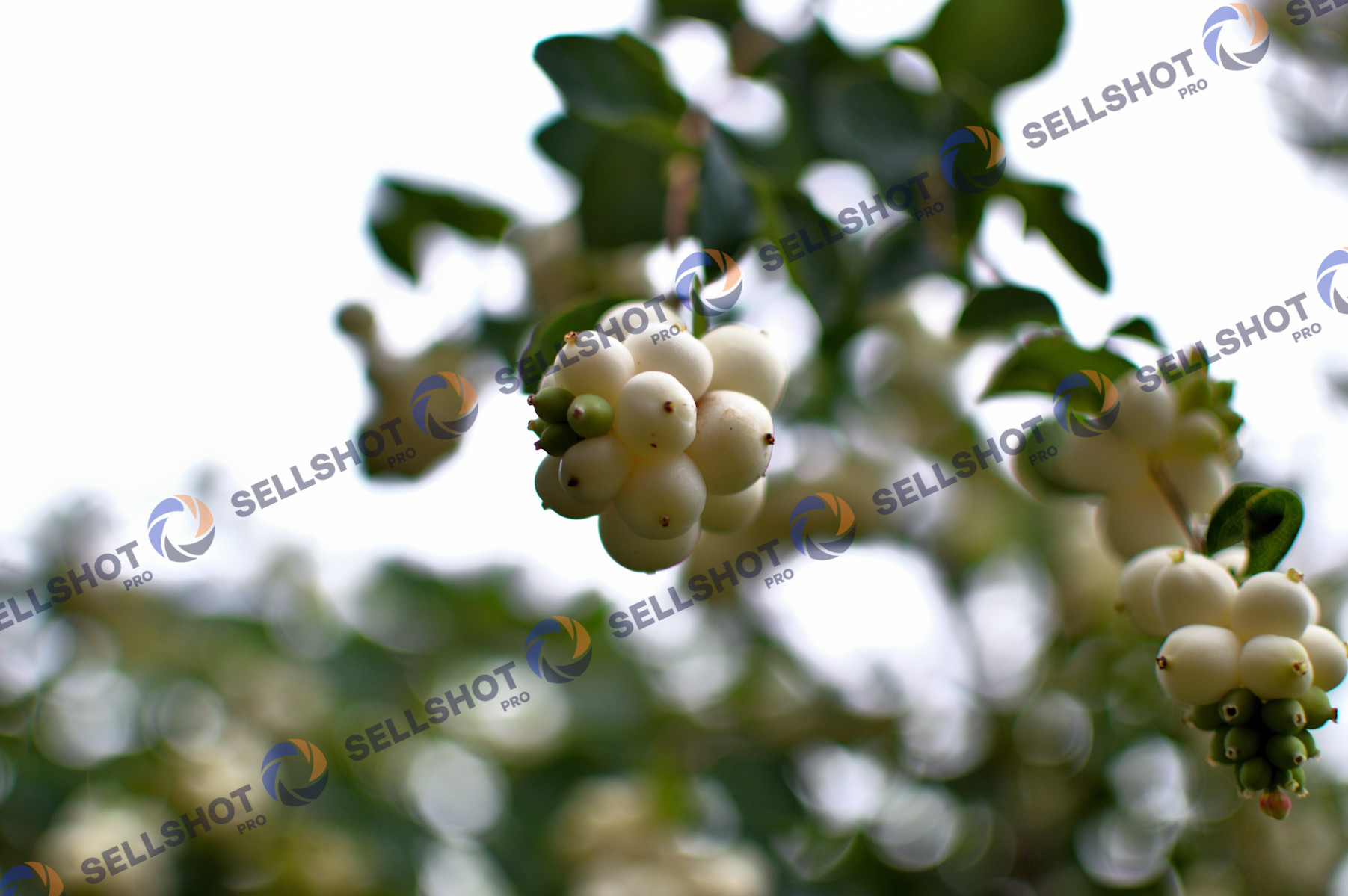 Bumbăcariță / snowberry (Symphoricarpos albus)