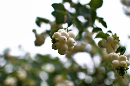 Berry