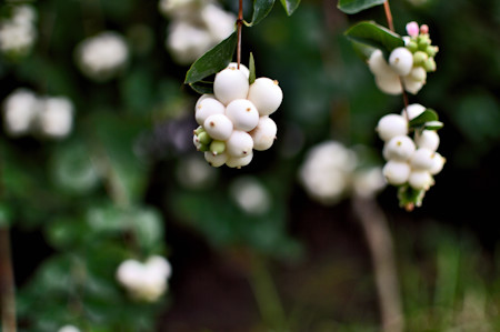 Berry