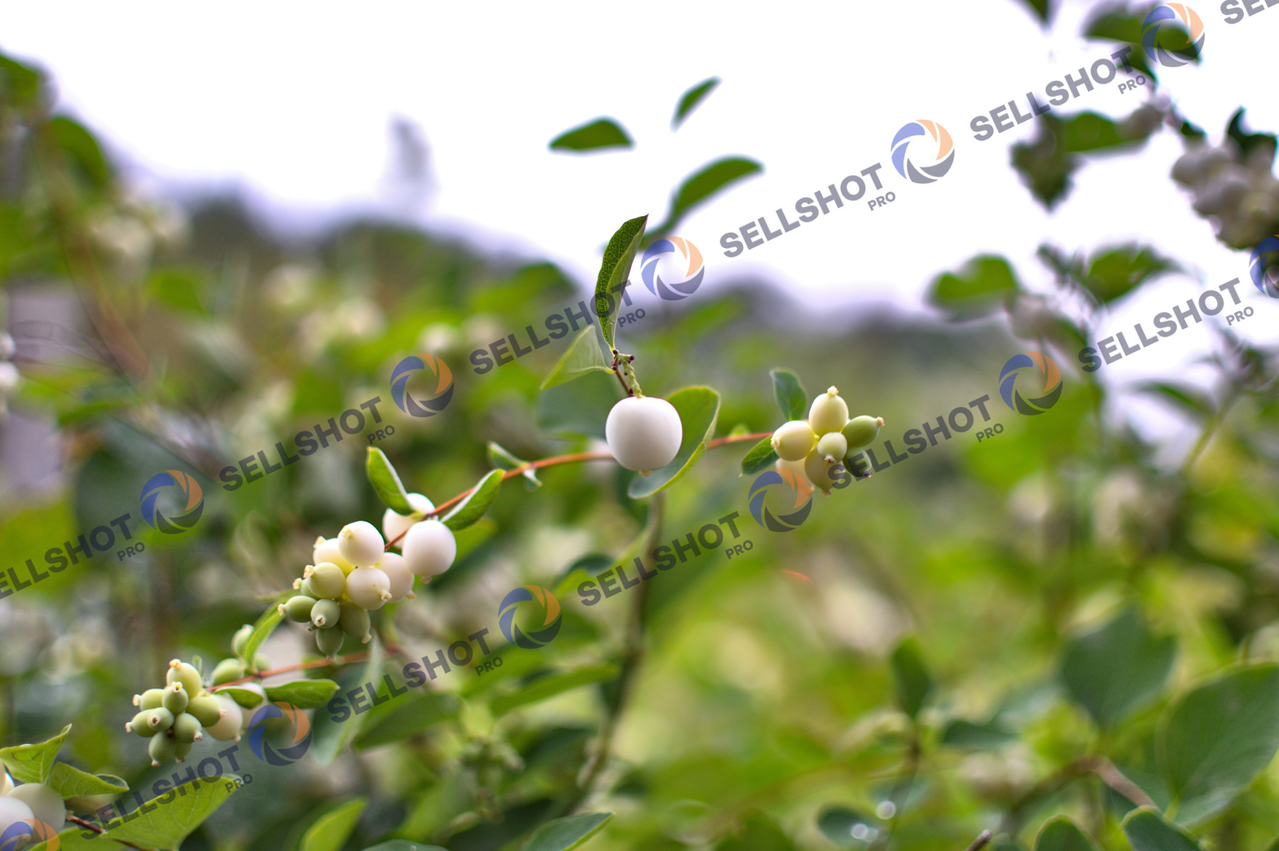 Bumbăcariță / snowberry (Symphoricarpos albus)