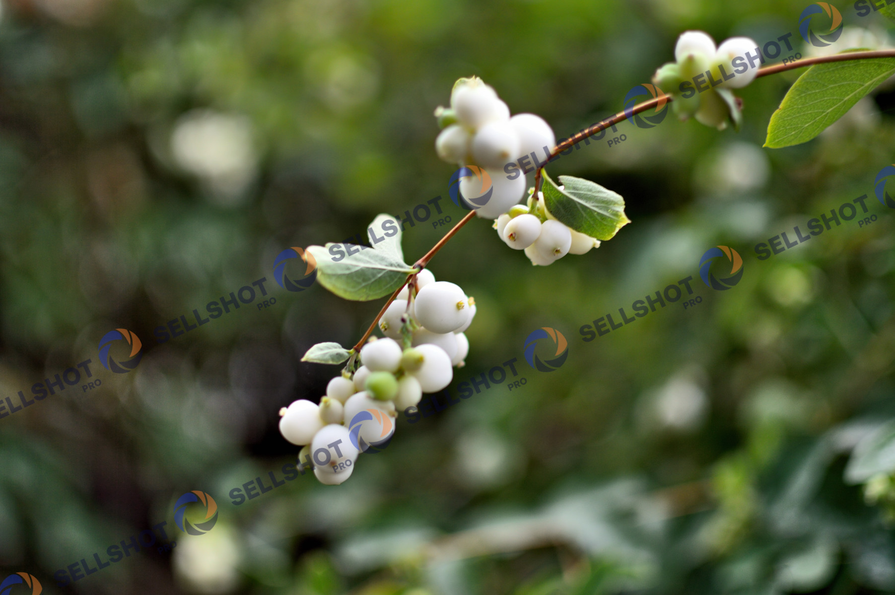 Bumbăcariță / snowberry (Symphoricarpos albus)