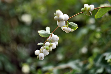 Berry