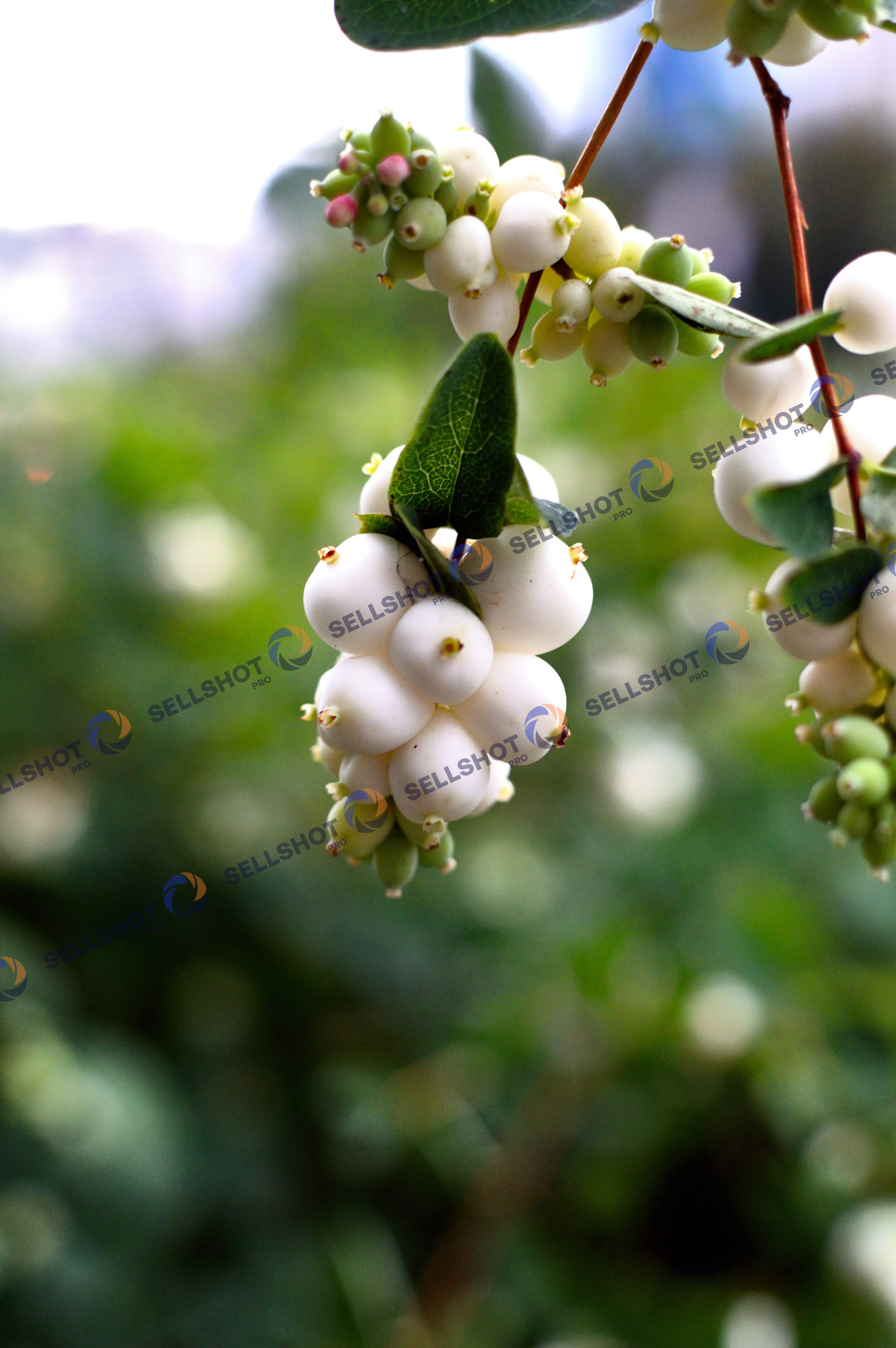 Bumbăcariță / snowberry (Symphoricarpos albus)