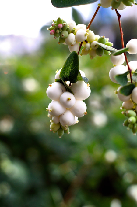 Berry, Blueberry, Flower, Food, Fruit, Leaf, Plant, Produce