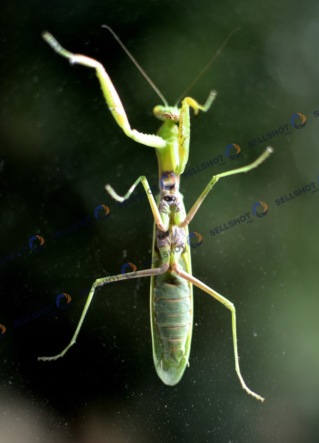Female praying mantis