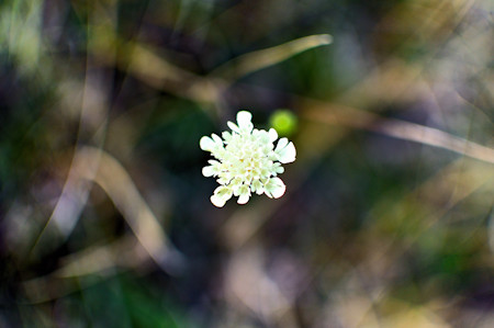 Apiaceae
