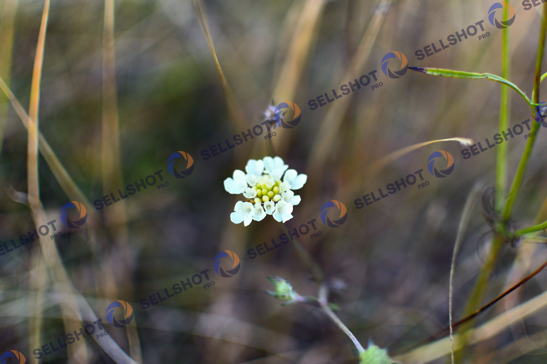 pincushion flower