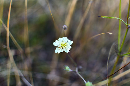 Apiaceae