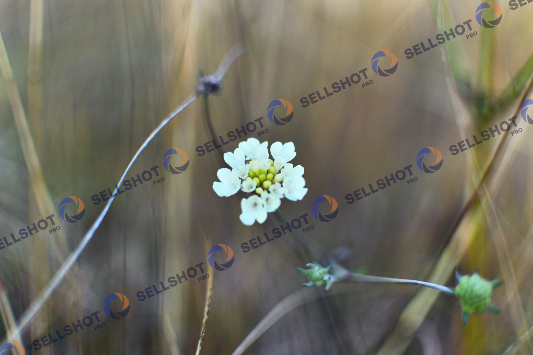pincushion flower