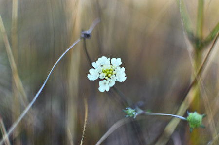 Apiaceae