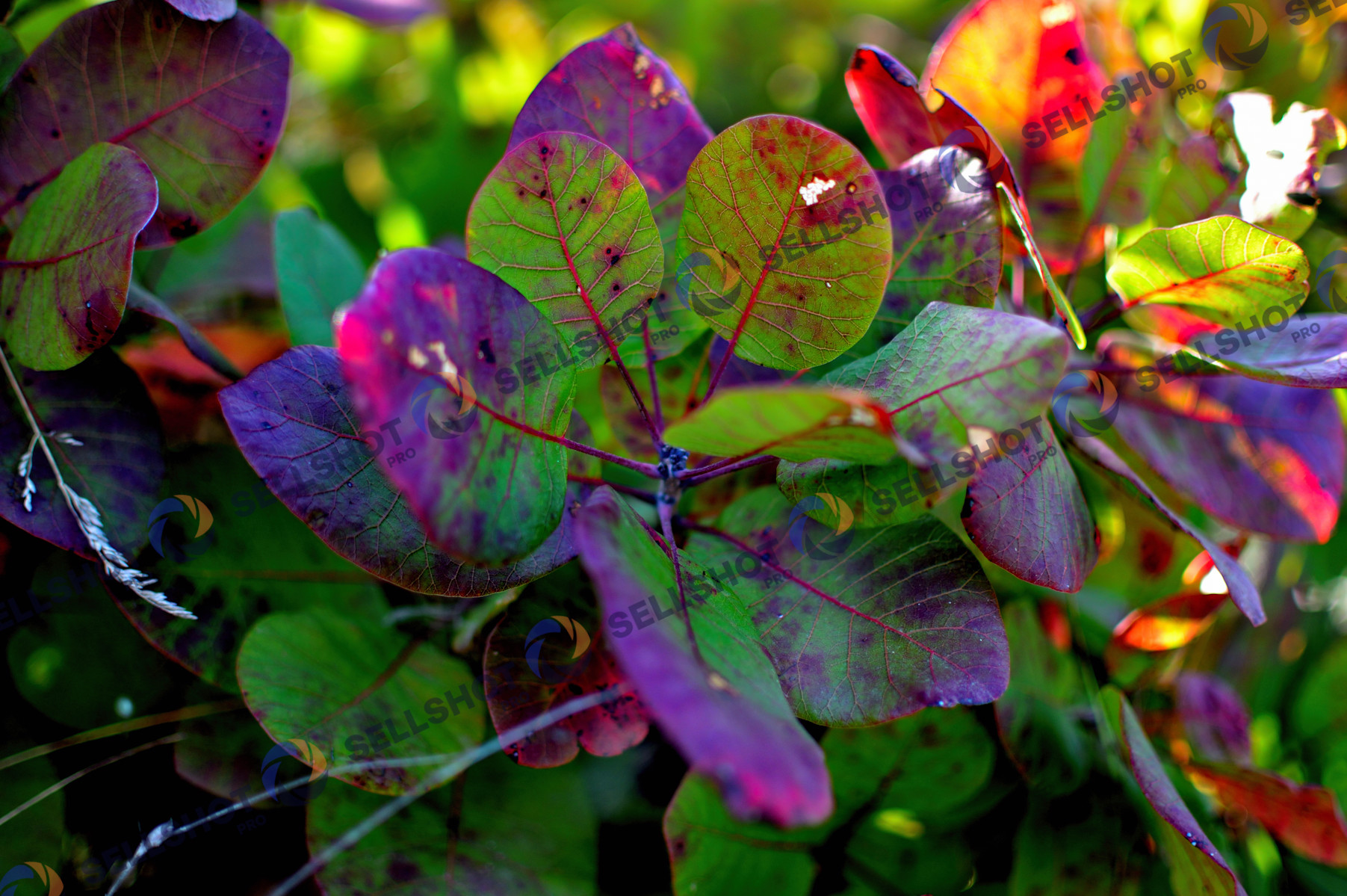 Vibrant Autumn Foliage