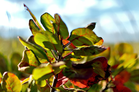 Leaf