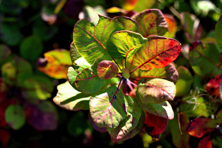 Acanthaceae