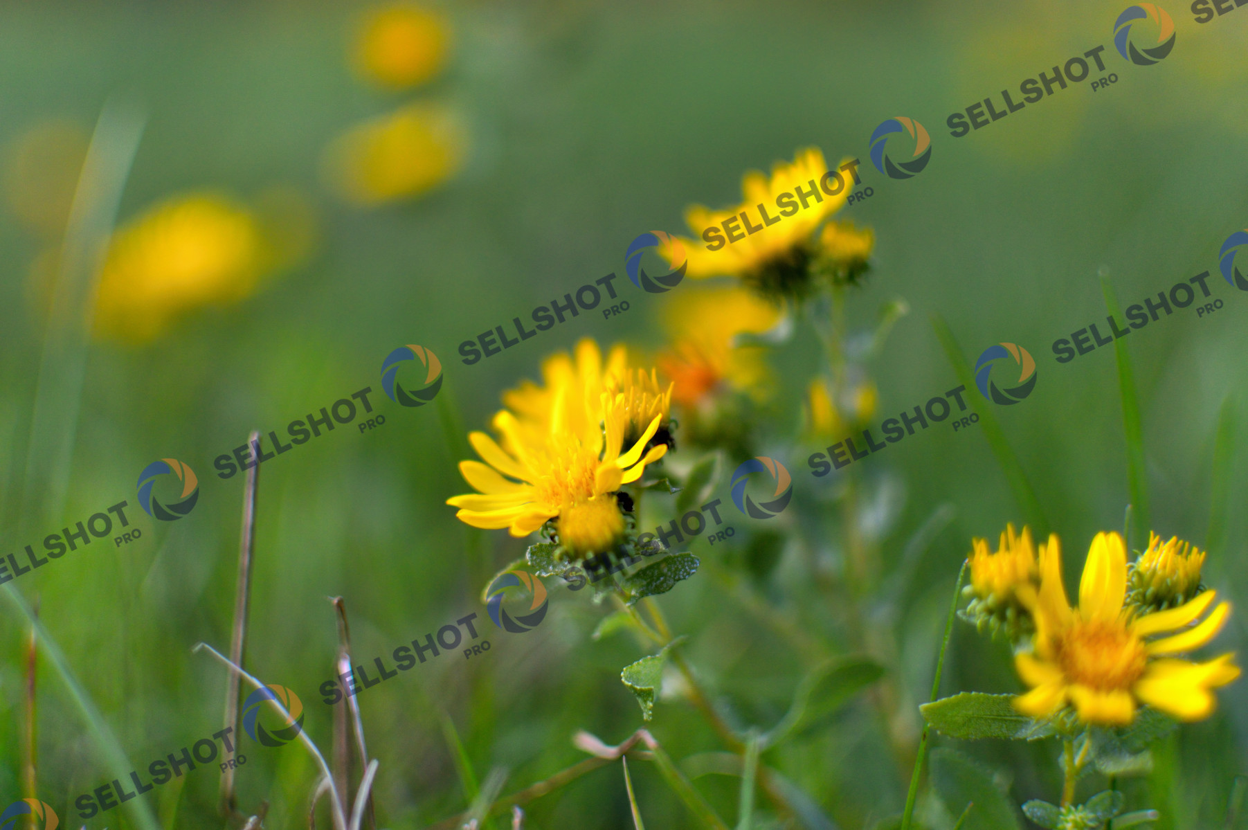 Yellow Wildflowers