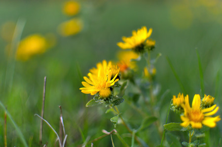 Daisy