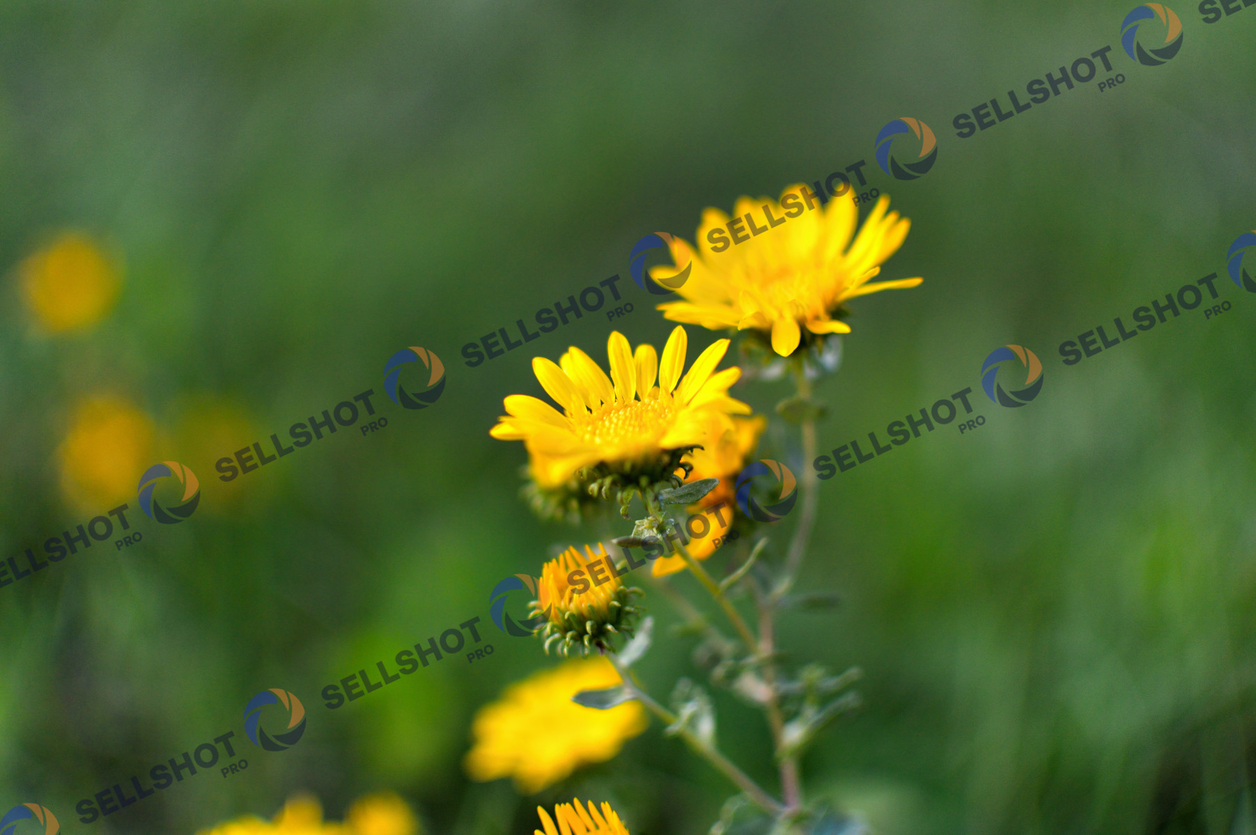 Yellow Wildflowers