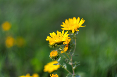 Daisy