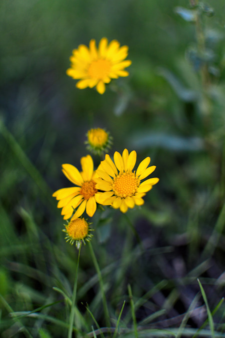 Daisy, Flower, Petal, Plant, Pollen