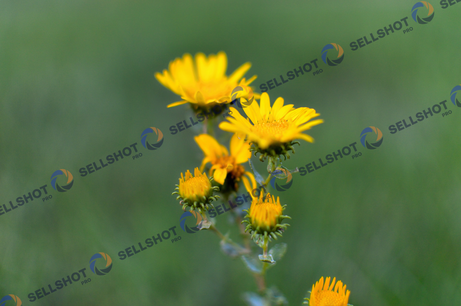 Yellow Wildflowers
