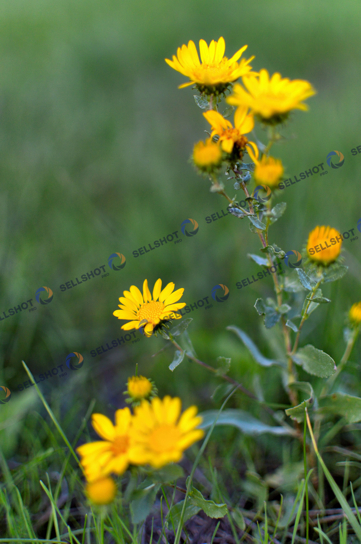 Yellow Wildflowers