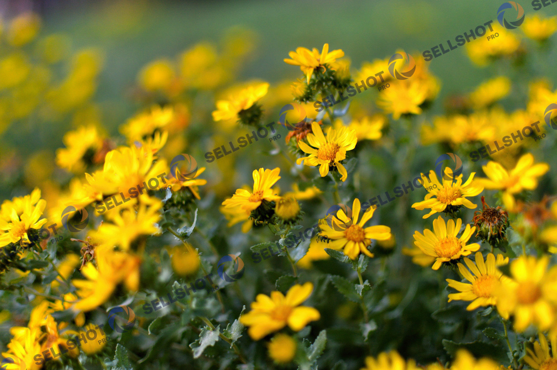 Yellow Wildflowers