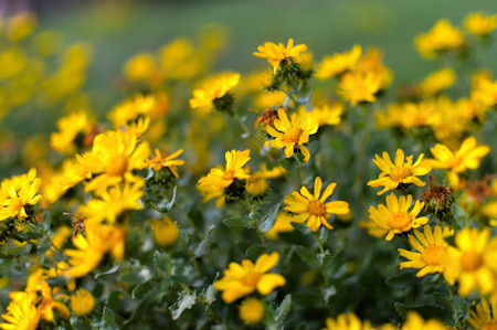 Daisy