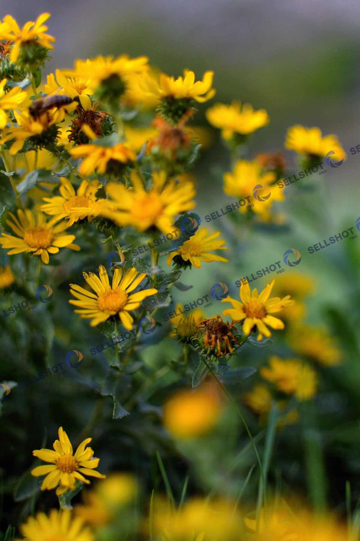 Yellow Wildflowers