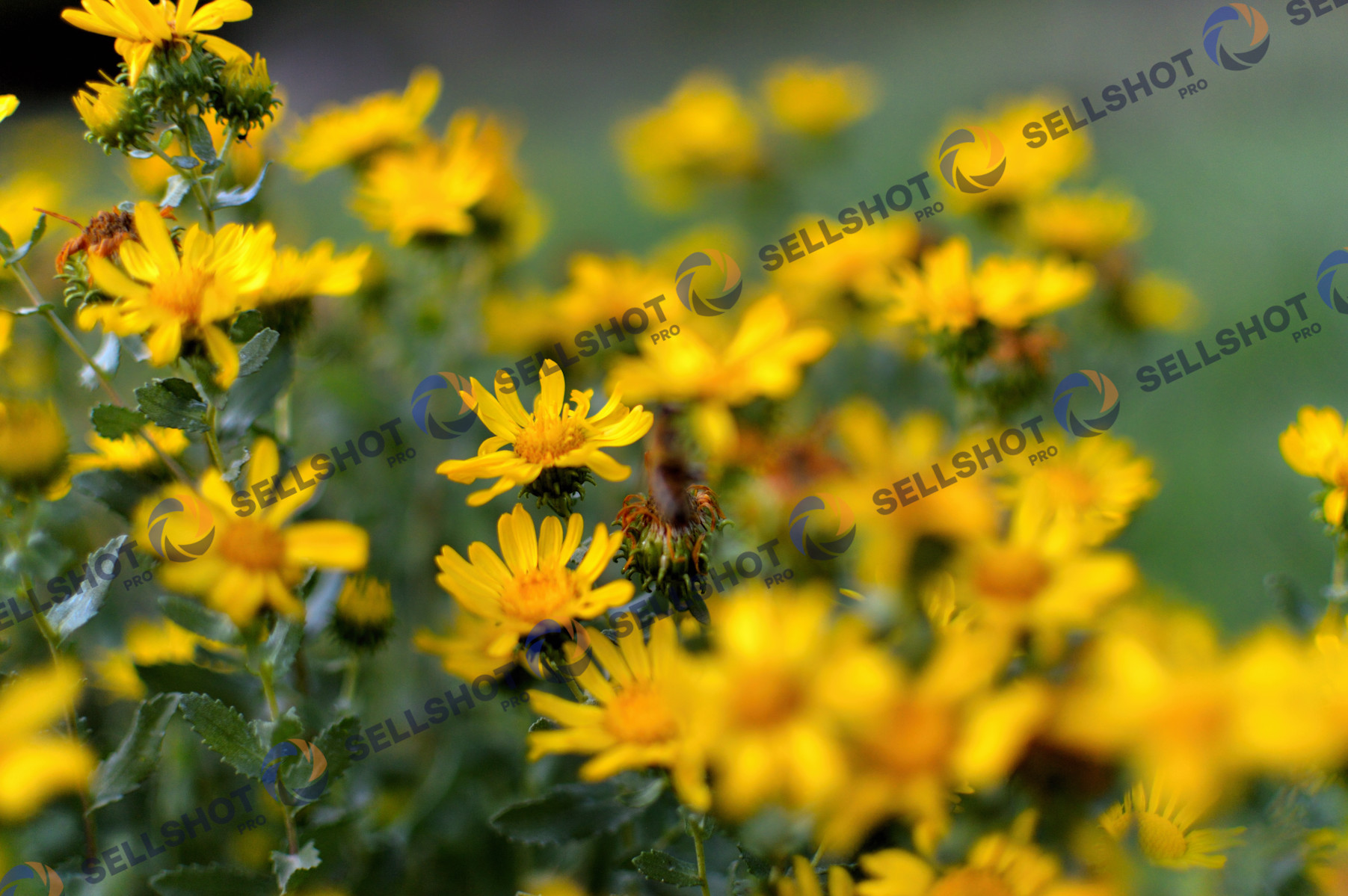 Yellow Wildflowers