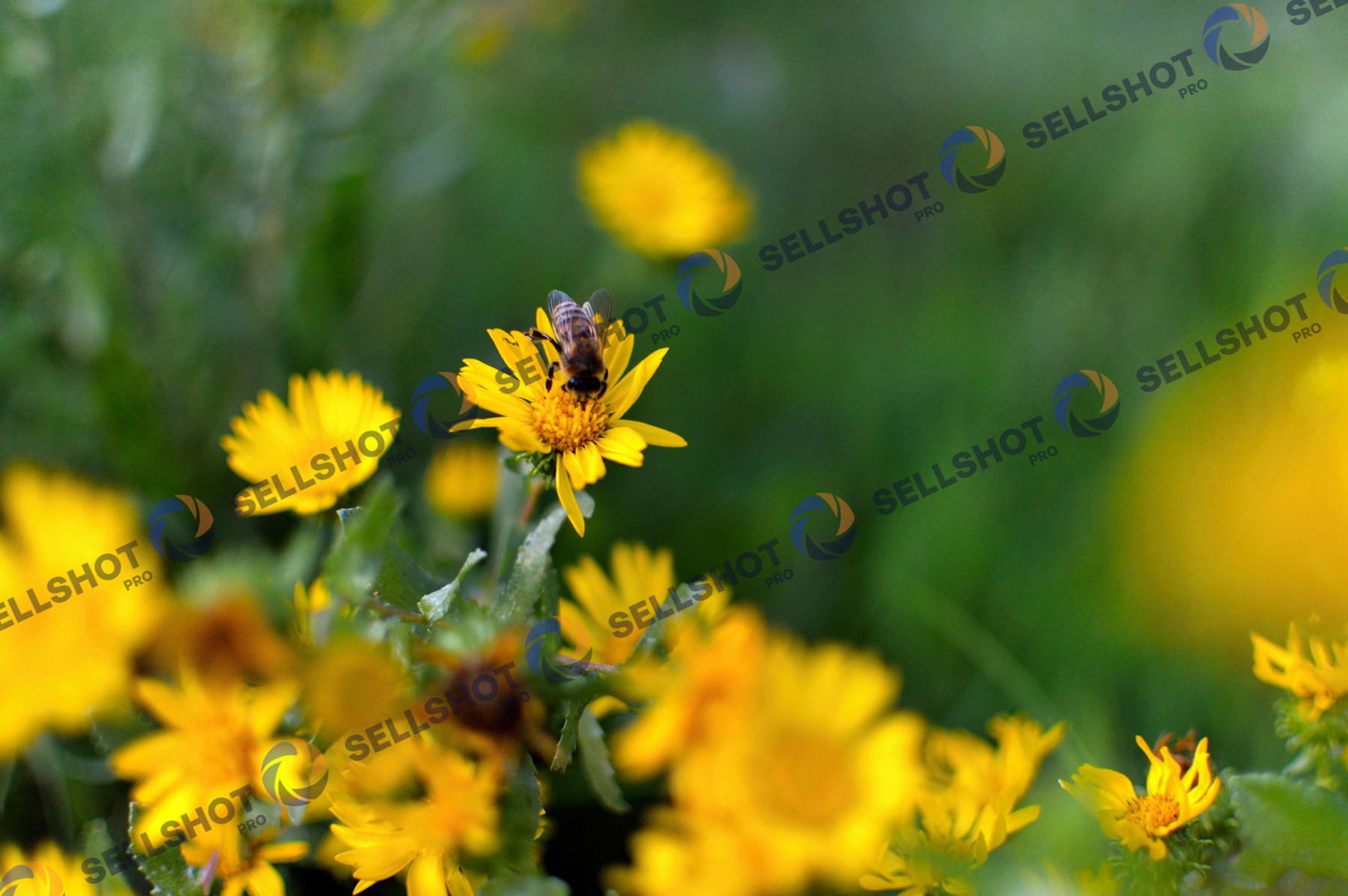 Yellow Wildflowers
