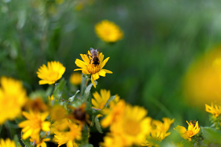 Apidae