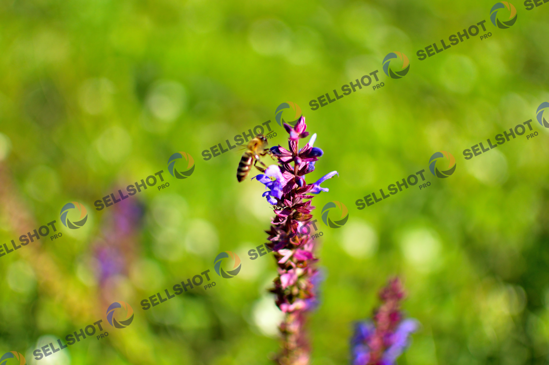 Salvia Wildflower