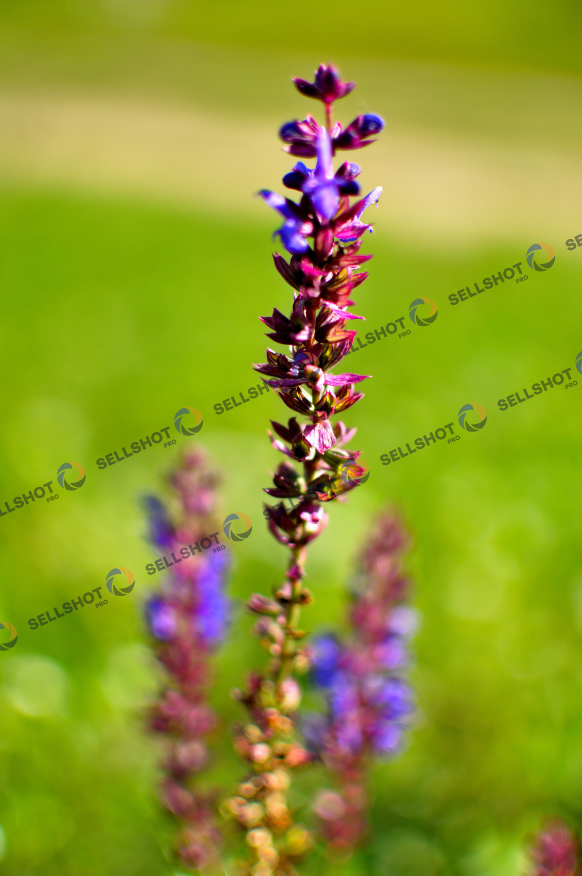 Salvia Wildflower