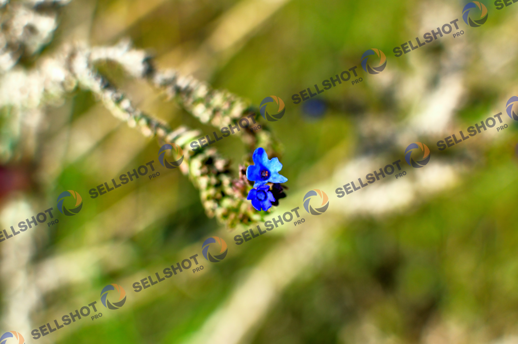 Vibrant Blue Floret