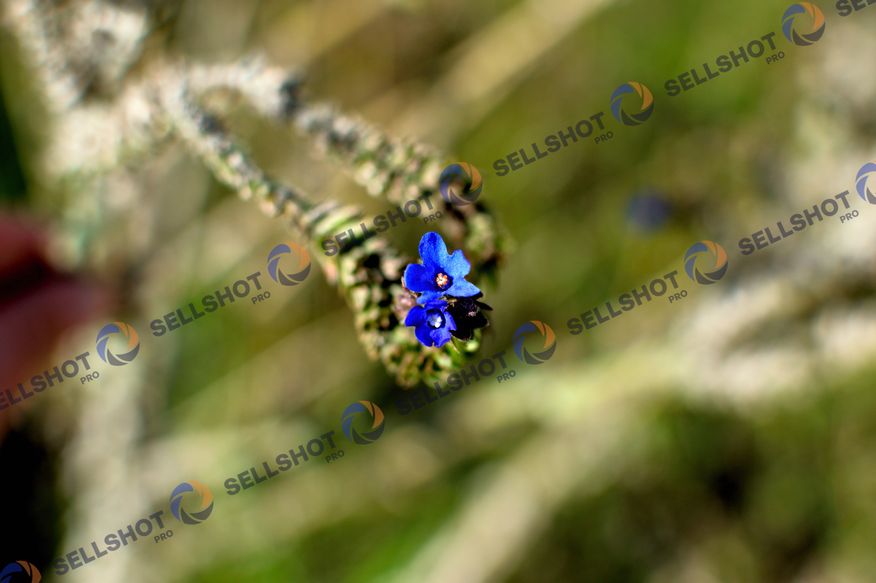 Vibrant Blue Floret
