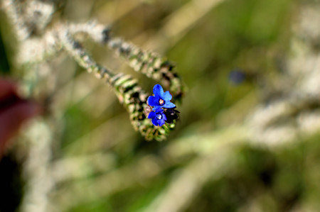 Anemone, Flower, Geranium, Lupin, Petal, Plant, Pollen