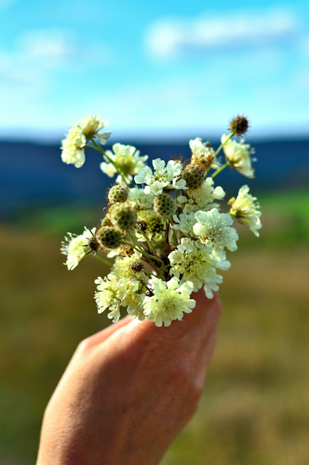 Flori de camp