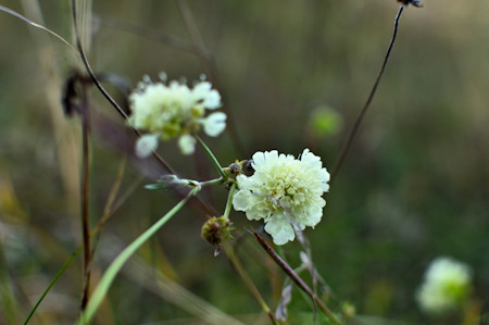 Pincushion flower