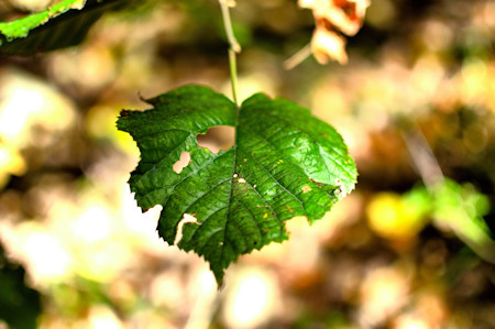 The Autumn Forest