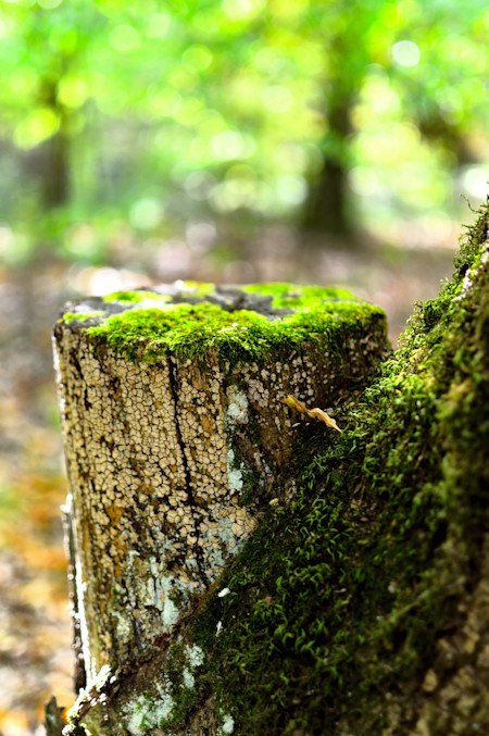 The Autumn Forest
