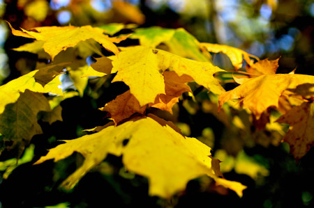The Autumn Forest