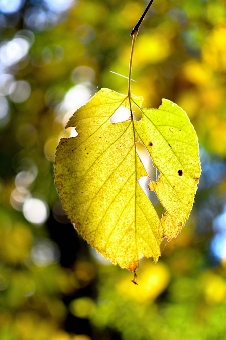 The Autumn Forest