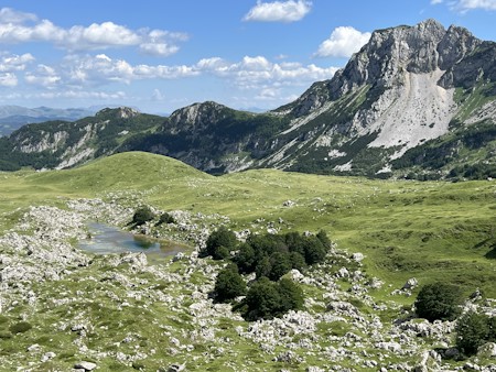 Grassland