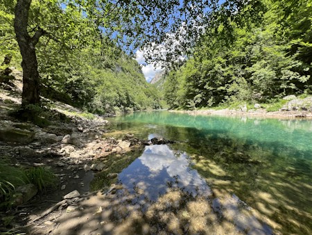 Creek, Jungle, Nature, Outdoors, Pond, Stream, Tree, Vegetation, Water, Wilderness