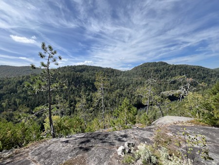 Fir