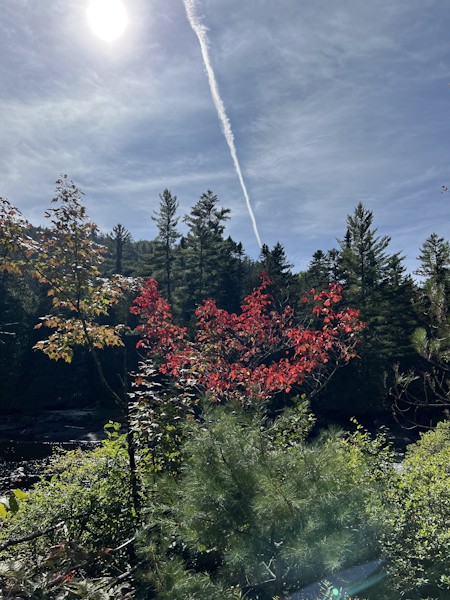 Conifer