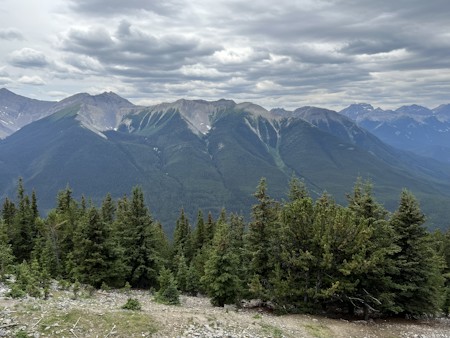 Conifer